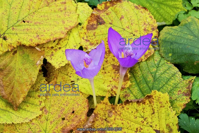 : An autumn-flowering east european crocus