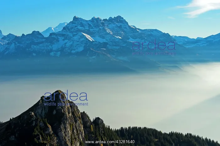 : Autumn fog in the Rhone valley, summit of the Dents : Autumn fog in the Rhone valley, summit of the Dents