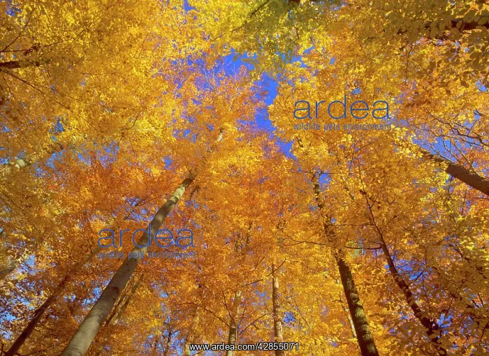 : Autumn forest - colourful foliage in beech forest : Autumn forest - colourful foliage in beech forest
