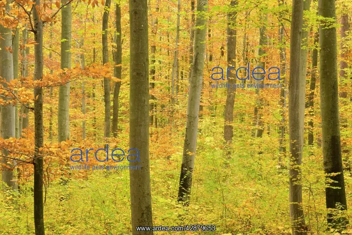 : autumn forest - a forest in brightly coloured autumn : autumn forest - a forest in brightly coloured autumn