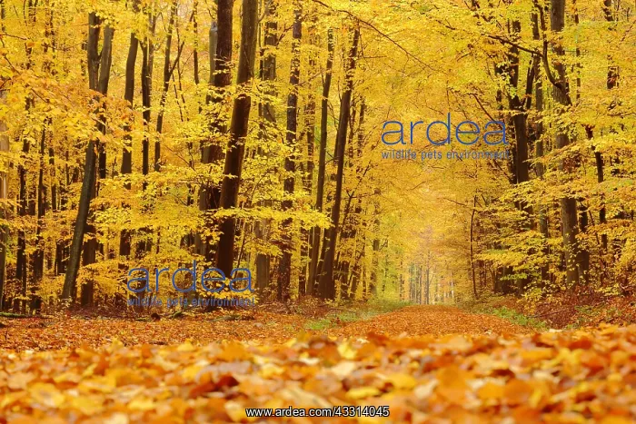 : Autumn forest with forest path and golden leaf fall : Autumn forest with forest path and golden leaf fall