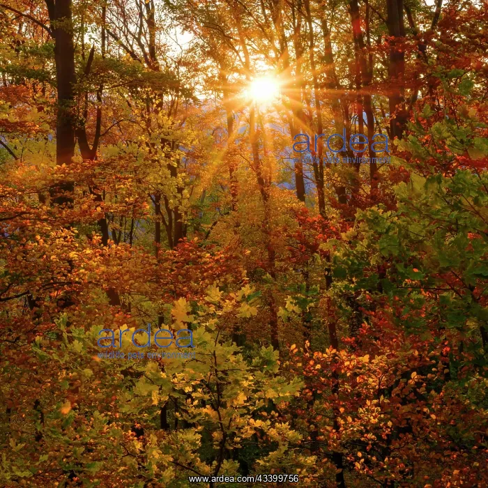 : Autumn in the forest of the Koszeg mountains (Koszegi : Autumn in the forest of the Koszeg mountains (Koszegi