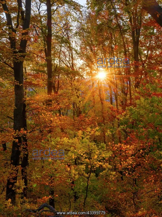 : Autumn in the forest of the Koszeg mountains (Koszegi : Autumn in the forest of the Koszeg mountains (Koszegi