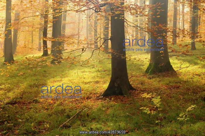 : autumn forest - the low morning sun casts sunrays : autumn forest - the low morning sun casts sunrays