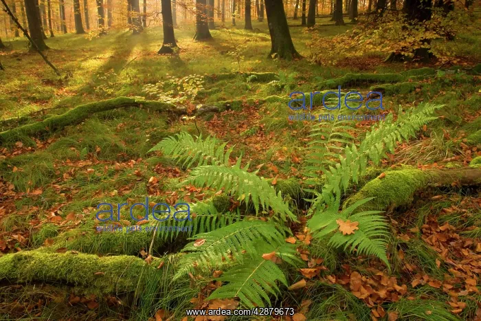 : autumn forest - the low morning sun casts sunrays : autumn forest - the low morning sun casts sunrays