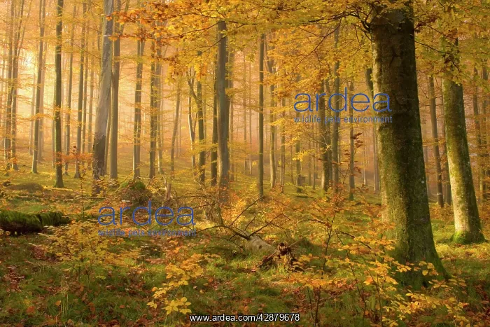 : autumn forest - the low morning sun casts sunrays : autumn forest - the low morning sun casts sunrays