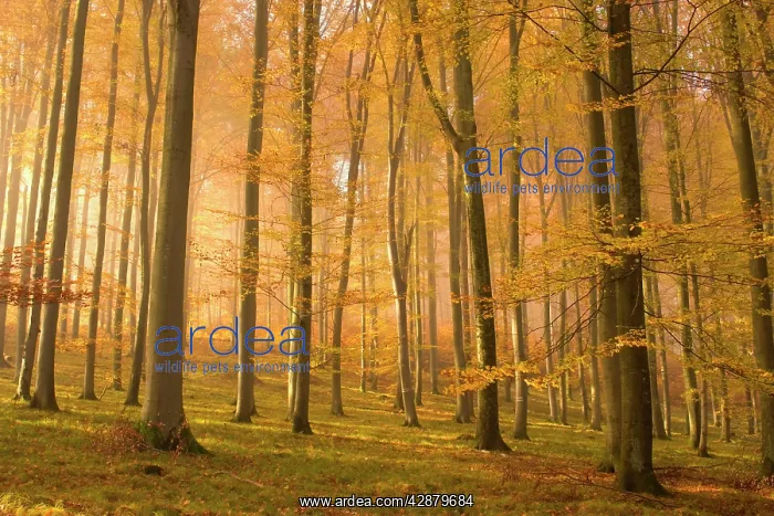 : autumn forest - the low morning sun casts sunrays : autumn forest - the low morning sun casts sunrays