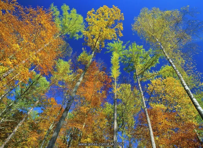 : Autumn forest - mixed deciduous forest with oaks : Autumn forest - mixed deciduous forest with oaks