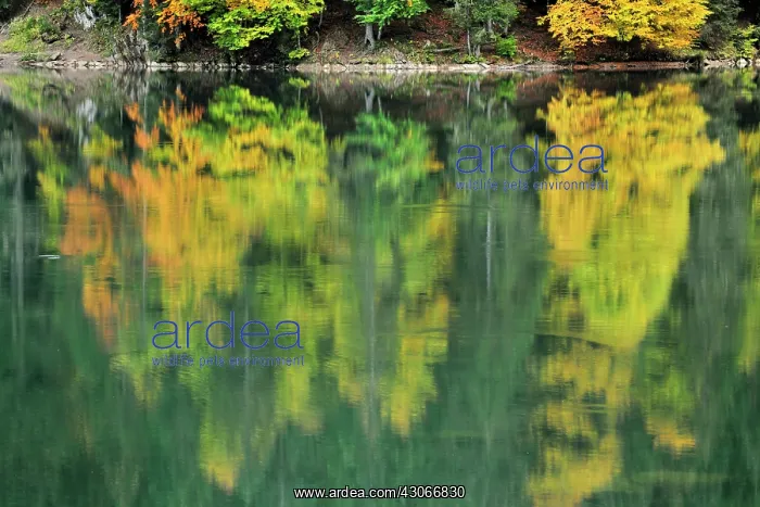: Autumn forest reflected in lake : Autumn forest reflected in lake