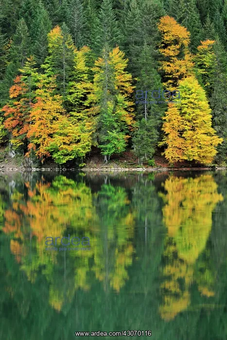  : Autumn forest reflected in lake