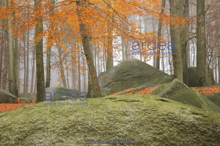 : Autumn forest with rocks and stones, tree trunk : Autumn forest with rocks and stones, tree trunk