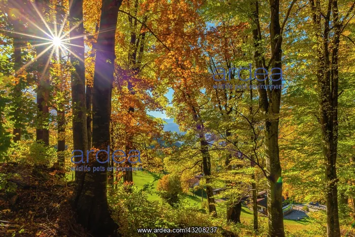 : Autumn forest with sunbeams, Oberau district, Berchtesgaden- : Autumn forest with sunbeams, Oberau district, Berchtesgaden-