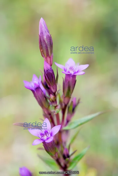 : Autumn Gentian - summer : Autumn Gentian - summer