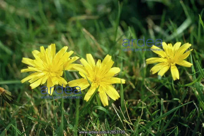: Autumn Hawkbit Flowers : Autumn Hawkbit Flowers