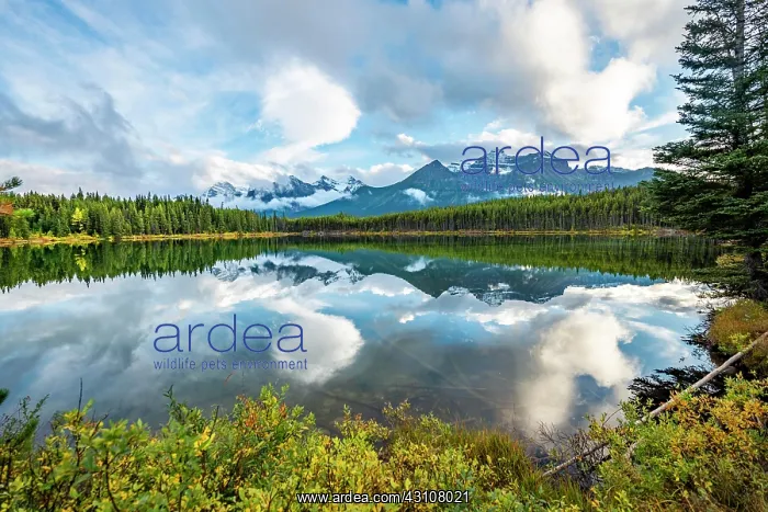 : Autumn Herbert Lake, mountains of the Bow Range : Autumn Herbert Lake, mountains of the Bow Range