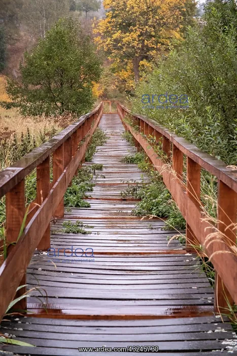  : Autumn hiking trail in the Harz Mountains