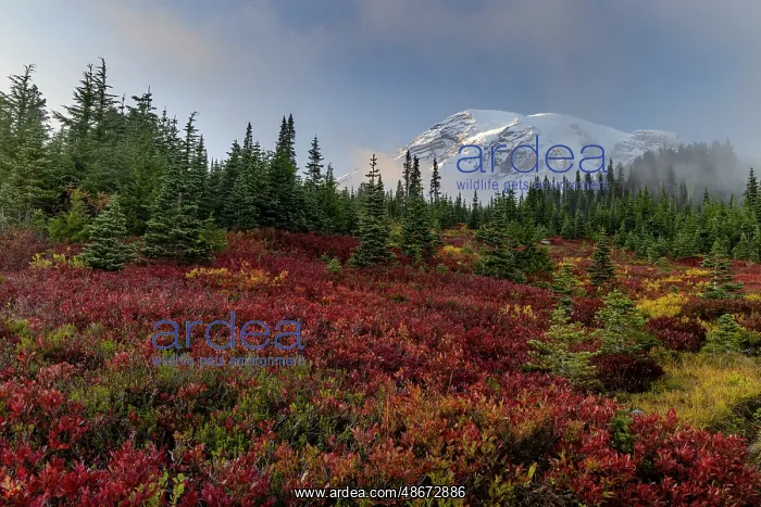: Autumn huckleberry bushes and Mount Rainier n Mount Rainier : Autumn huckleberry bushes and Mount Rainier n Mount Rainier