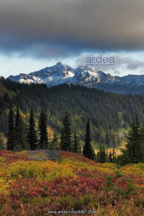  : Autumn hues with the Tatoosh Range in Mount Rainier National
