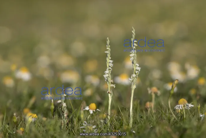 : Autumn Ladies Tresses; Flowering; Isles of Scilly; UK : Autumn Ladies Tresses; Flowering; Isles of Scilly; UK