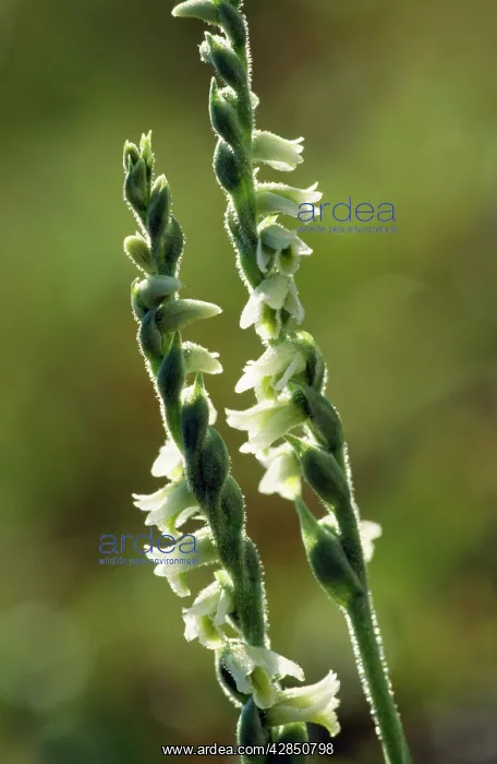 : Autumn LadiesI Tresses ORCHID : Autumn LadiesI Tresses ORCHID
