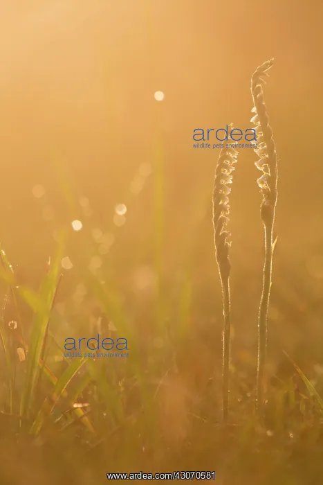 : Autumn Lady's-tresses : Autumn Lady's-tresses