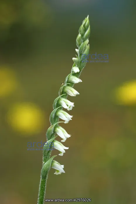 : Autumn Lady's-tresses orchid : Autumn Lady's-tresses orchid