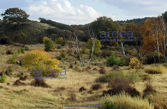 : Autumn landscape in the dunes : Autumn landscape in the dunes