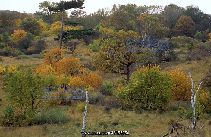: Autumn landscape in the dunes : Autumn landscape in the dunes