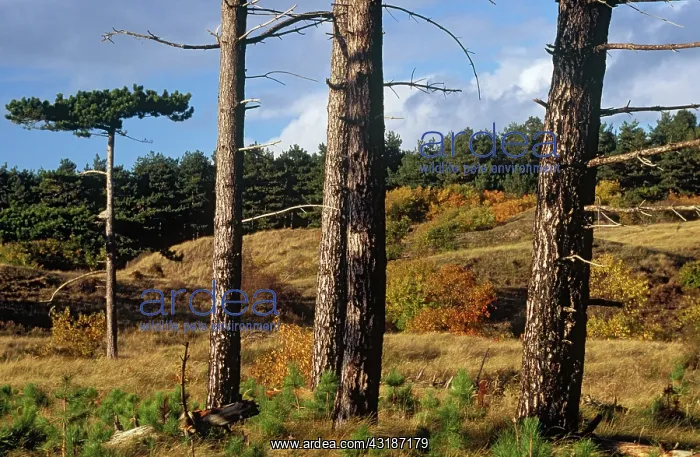 : Autumn landscape in the dunes : Autumn landscape in the dunes