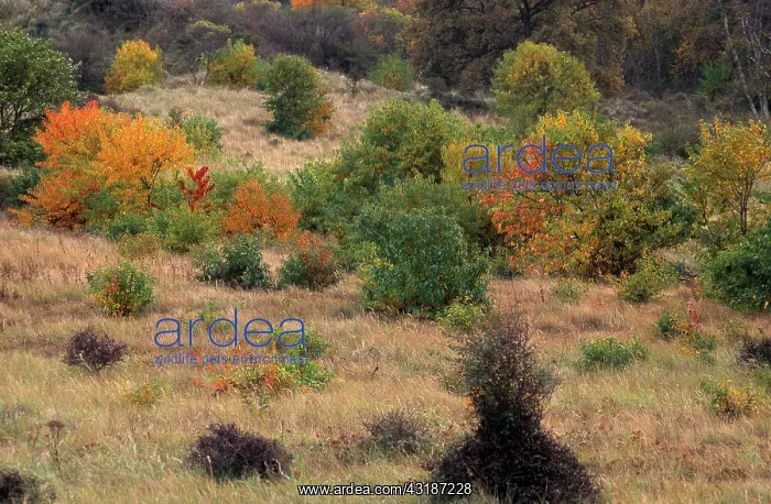 : Autumn landscape in the dunes : Autumn landscape in the dunes