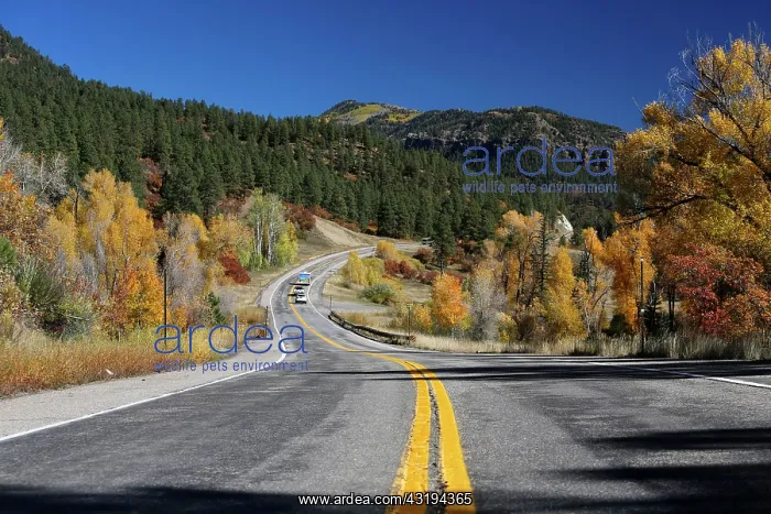 : Autumn landscape and Highway 160, San Juan National : Autumn landscape and Highway 160, San Juan National