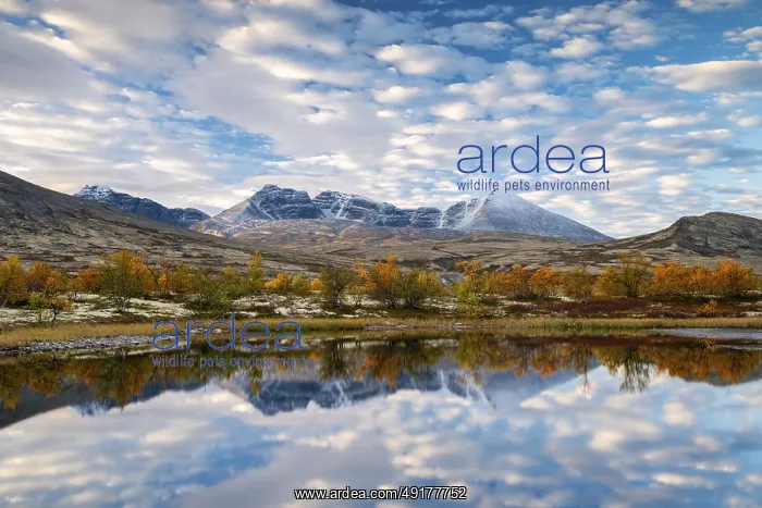 : Autumn landscape in Rondane National Park : Autumn landscape in Rondane National Park