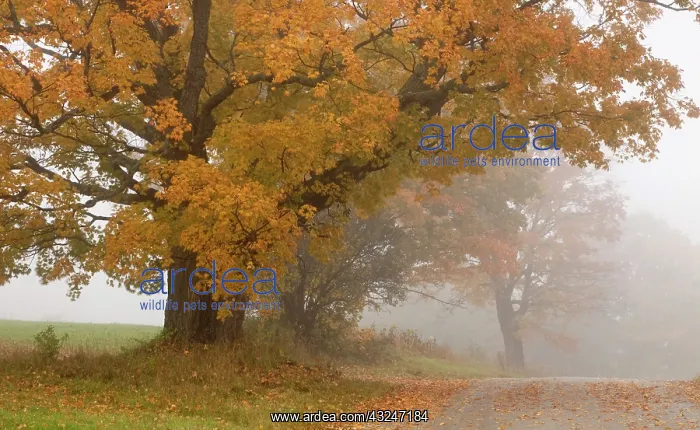 : Autumn landscape, Vermont, USA : Autumn landscape, Vermont, USA
