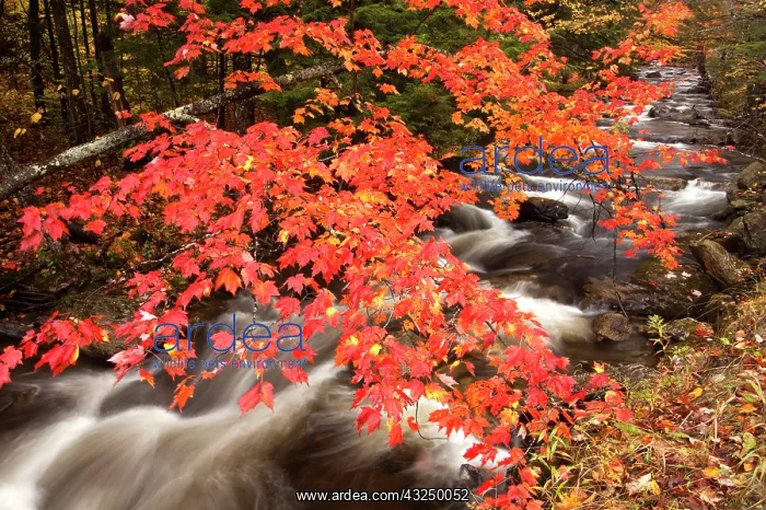 : Autumn landscape, Vermont, USA : Autumn landscape, Vermont, USA