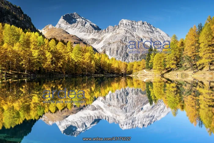 : Autumn larch forest at Lake Palpuogna in front of : Autumn larch forest at Lake Palpuogna in front of