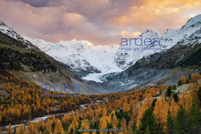 : Autumn larch forest in front of Morteratsch glacier : Autumn larch forest in front of Morteratsch glacier