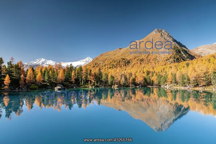 : Autumn larch forest reflected in Lago di Saoseao : Autumn larch forest reflected in Lago di Saoseao