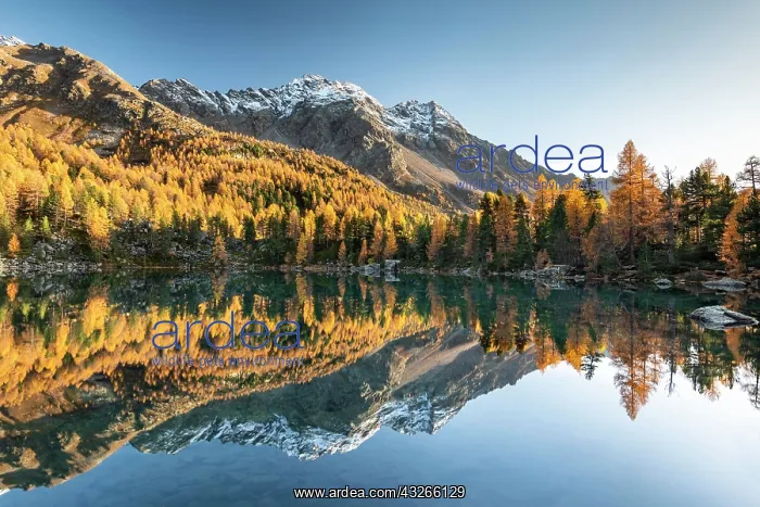 : Autumn larch forest reflected in the mountain lake : Autumn larch forest reflected in the mountain lake