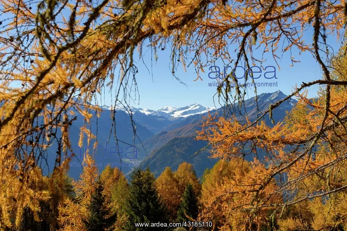 : Autumn larch (Larix) forest in the background South : Autumn larch (Larix) forest in the background South
