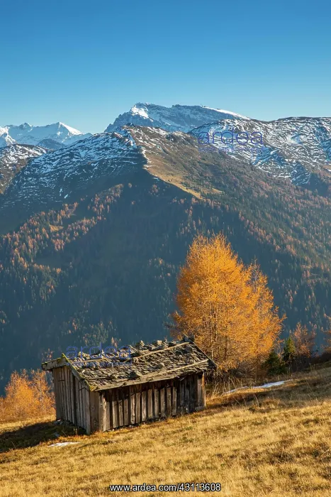 : Autumn larch meadows, behind Olperer, Fuistein : Autumn larch meadows, behind Olperer, Fuistein