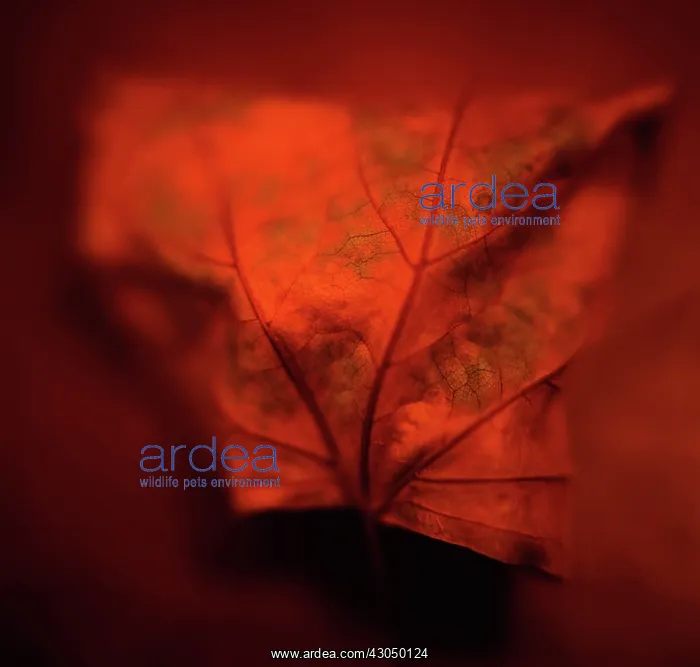 : Autumn Leaf : Autumn Leaf