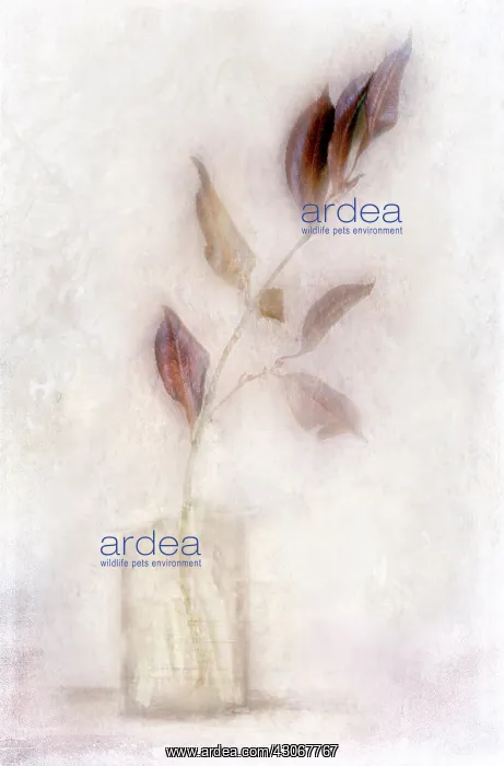 : Autumn leaf : Autumn leaf