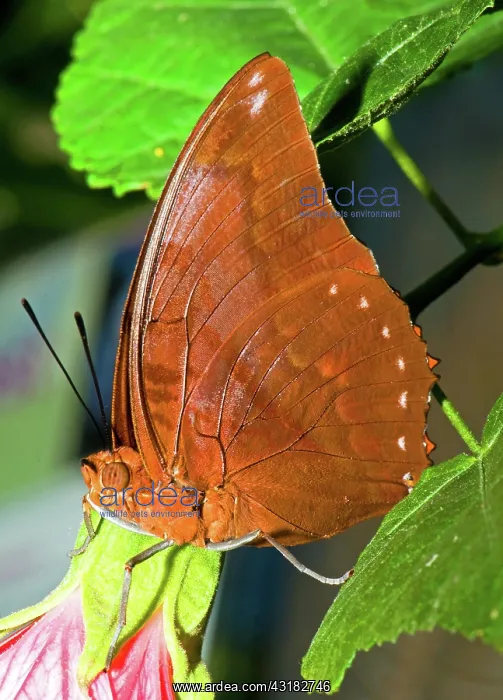 : Autumn Leaf Butterfly : Autumn Leaf Butterfly