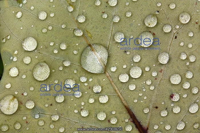 : Autumn Leaf - with dewdrops : Autumn Leaf - with dewdrops