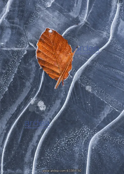 : Autumn leaf of European Beech (Fagus sylvatica) o : Autumn leaf of European Beech (Fagus sylvatica) o