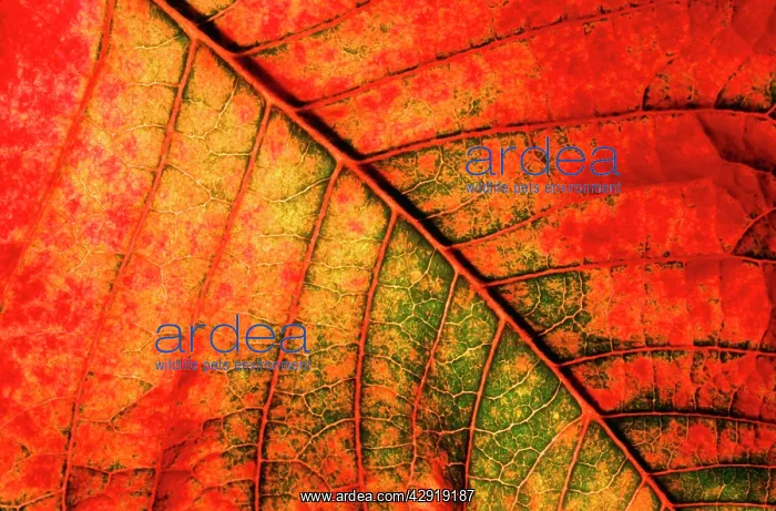 : Autumn leaf - Underside of leaf : Autumn leaf - Underside of leaf