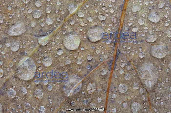 : Autumn leaf of unidentified tree covered with waterdrops : Autumn leaf of unidentified tree covered with waterdrops
