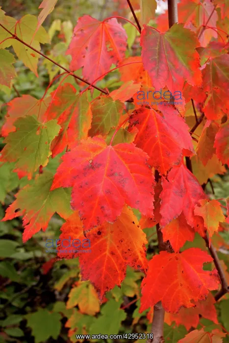 : Autumn leaves : Autumn leaves