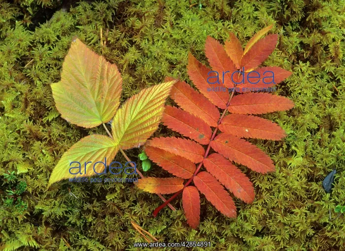 : Autumn leaves - colourful turned leaves of Rowan : Autumn leaves - colourful turned leaves of Rowan