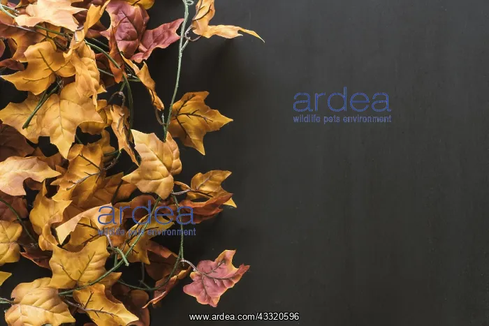 : Autumn leaves composition : Autumn leaves composition